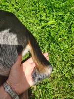 BT (Beagle Puppy C), a male Beagle for sale in Rhinelander, WI – 8 of 10