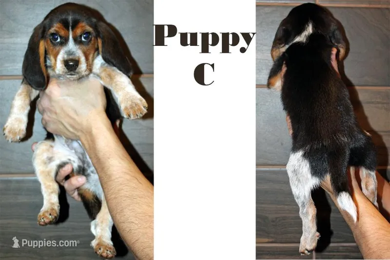 C, a male Beagle for sale in Rhinelander, WI – Photo 1 of 1