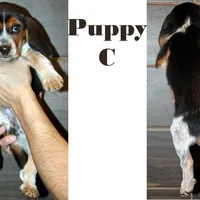 C, a male Beagle for sale in Rhinelander, WI – Photo 2 of 6
