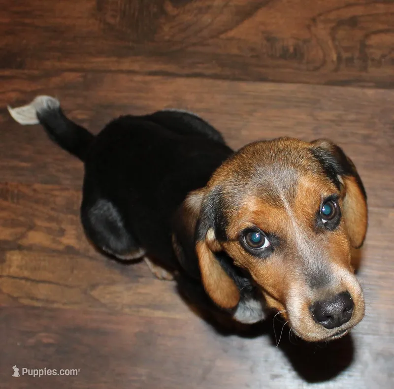 BT (Beagle Puppy C) – Beagle puppy for sale in Rhinelander, WI