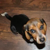 C, a male Beagle for sale in Rhinelander, WI – Photo 3 of 6