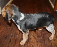 C, a male Beagle for sale in Rhinelander, WI – Photo 4 of 6