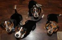 C, a male Beagle for sale in Rhinelander, WI – Photo 5 of 6