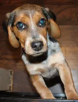 C, a male Beagle for sale in Rhinelander, WI – Photo 1 of 6