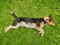 BT (Beagle Puppy C), a male Beagle for sale in Rhinelander, WI – 5 of 10