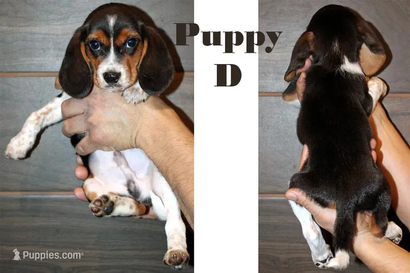 D, a male Beagle for sale in Rhinelander, WI – Photo 1 of 1