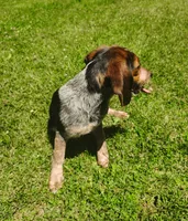 Tracker (Beagle Puppy A), a male Beagle for sale in Rhinelander, WI – 8 of 10