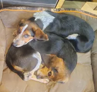 BT (Beagle Puppy C), a male Beagle for sale in Rhinelander, WI – 10 of 10