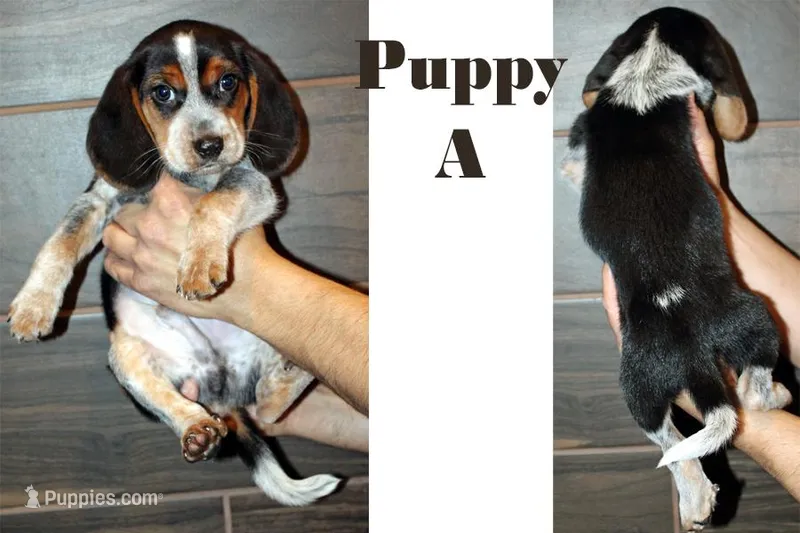 A, a male Beagle for sale in Rhinelander, WI – Photo 1 of 1