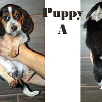 A, a male Beagle for sale in Rhinelander, WI – Photo 2 of 6