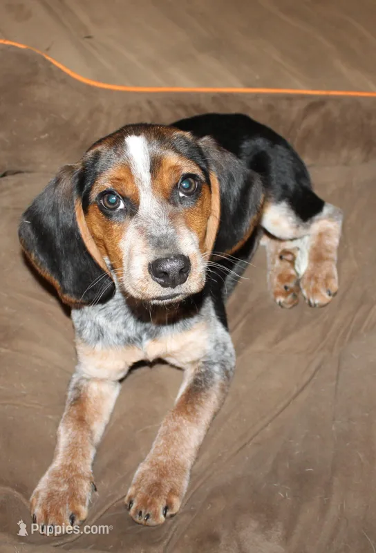 A – Beagle puppy for sale in Rhinelander, WI
