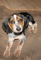 A, a male Beagle for sale in Rhinelander, WI – Photo 1 of 6