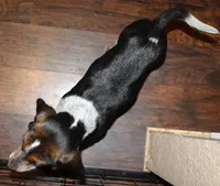 A, a male Beagle for sale in Rhinelander, WI – Photo 4 of 6