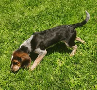 Tracker (Beagle Puppy A), a male Beagle for sale in Rhinelander, WI – 4 of 10