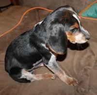 B, a male Beagle for sale in Rhinelander, WI – Photo 4 of 7