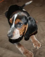 B, a male Beagle for sale in Rhinelander, WI – Photo 3 of 7