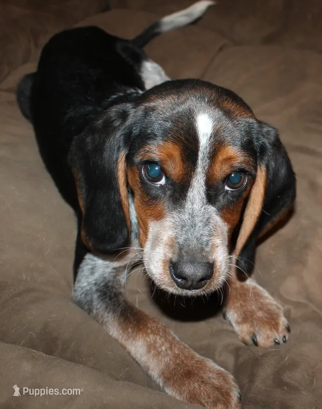 B – Beagle puppy for sale in Rhinelander, WI