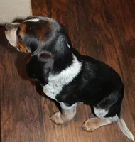 B, a male Beagle for sale in Rhinelander, WI – Photo 5 of 7