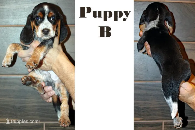 B, a male Beagle for sale in Rhinelander, WI – Photo 1 of 1