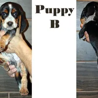 B, a male Beagle for sale in Rhinelander, WI – Photo 2 of 7