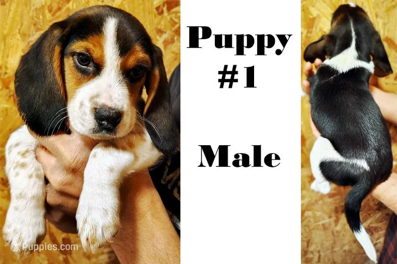 #1, a male Beagle for sale in Rhinelander, WI – Photo 1 of 1