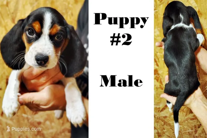 #2, a male Beagle for sale in Rhinelander, WI – Photo 1 of 1