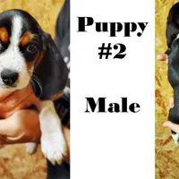 #2, a male Beagle for sale in Rhinelander, WI – Photo 2 of 6