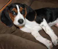 #2, a male Beagle for sale in Rhinelander, WI – Photo 1 of 6