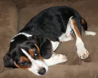 #2, a male Beagle for sale in Rhinelander, WI – Photo 3 of 6