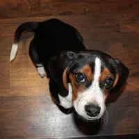 #2, a male Beagle for sale in Rhinelander, WI – Photo 4 of 6