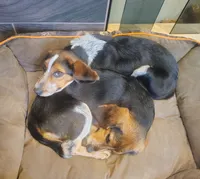 Tracker (Beagle Puppy A), a male Beagle for sale in Rhinelander, WI – 10 of 10