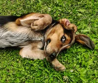 BT (Beagle Puppy C), a male Beagle for sale in Rhinelander, WI – 3 of 10