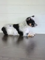 Cowboy Corgi Female 3, a female Australian Cattle Dog and Cardigan Welsh Corgi for sale in Dodgeville, WI – 2 of 6
