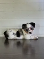 Cowboy Corgi Female 5, a female Australian Cattle Dog and Cardigan Welsh Corgi for sale in Dodgeville, WI – 7 of 8