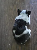 Cowboy Corgi Female 4, a female Australian Cattle Dog and Cardigan Welsh Corgi for sale in Dodgeville, WI – 6 of 8