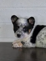 Cowboy Corgi Female 3, a female Australian Cattle Dog and Cardigan Welsh Corgi for sale in Dodgeville, WI – 4 of 6