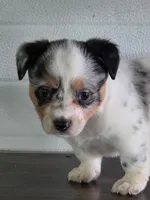 Cowboy Corgi Female 5, a female Australian Cattle Dog and Cardigan Welsh Corgi for sale in Dodgeville, WI – 3 of 8