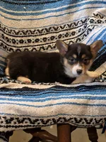 Female Corgi 2, a female Cardigan Welsh Corgi for sale in Dodgeville, WI – 1 of 3
