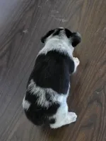 Cowboy Corgi Male , a male Australian Cattle Dog and Cardigan Welsh Corgi for sale in Dodgeville, WI – 5 of 6