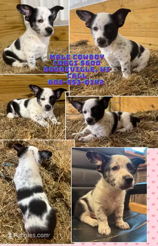 Cowboy Corgi Merle male – Australian Cattle Dog, Cardigan Welsh Corgi puppy for sale in Dodgeville, WI