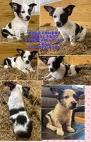 Cowboy Corgi Merle male, a male Australian Cattle Dog and Cardigan Welsh Corgi for sale in Dodgeville, WI – 1 of 4