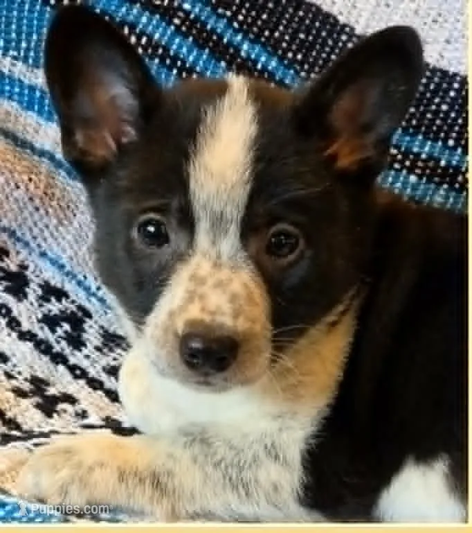 Cowboy Corgi  – Australian Cattle Dog, Cardigan Welsh Corgi puppy for sale in Dodgeville, WI