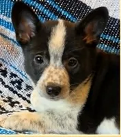 Cowboy Corgi , a female Australian Cattle Dog and Cardigan Welsh Corgi for sale in Dodgeville, WI – 1 of 3