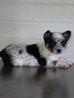 Cowboy Corgi Female 3, a female Australian Cattle Dog and Cardigan Welsh Corgi for sale in Dodgeville, WI – 6 of 6