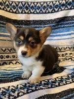 Female Corgi 2, a female Cardigan Welsh Corgi for sale in Dodgeville, WI – 3 of 3