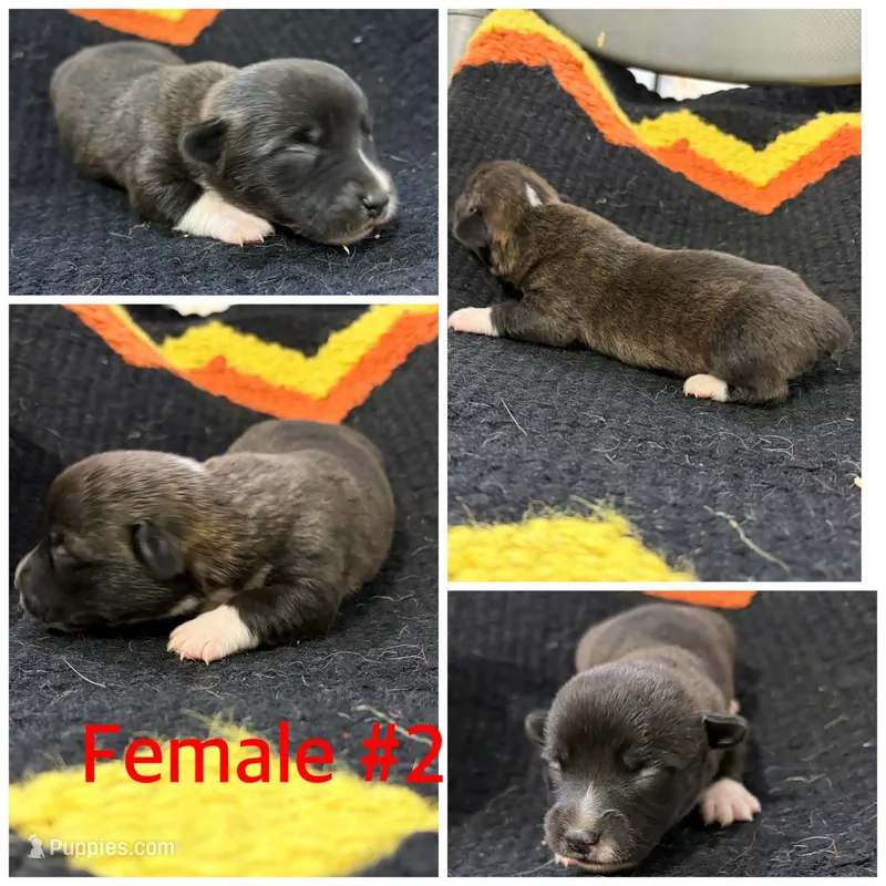 Corgi Brindle Female #2 – Cardigan Welsh Corgi puppy for sale in Dodgeville, WI