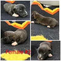 Corgi Brindle Female #2, a female Cardigan Welsh Corgi for sale in Dodgeville, WI – 1 of 1