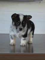 Cowboy Corgi Female 4, a female Australian Cattle Dog and Cardigan Welsh Corgi for sale in Dodgeville, WI – 2 of 8