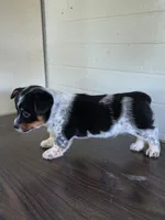 Cowboy Corgi Male , a male Australian Cattle Dog and Cardigan Welsh Corgi for sale in Dodgeville, WI – 4 of 6