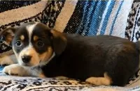 Cowboy Corgi Female 3, a female Cardigan Welsh Corgi for sale in Dodgeville, WI – 3 of 3